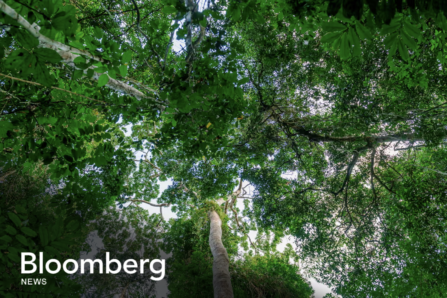 Bloomberg Features the Science Panel for the Congo Basin