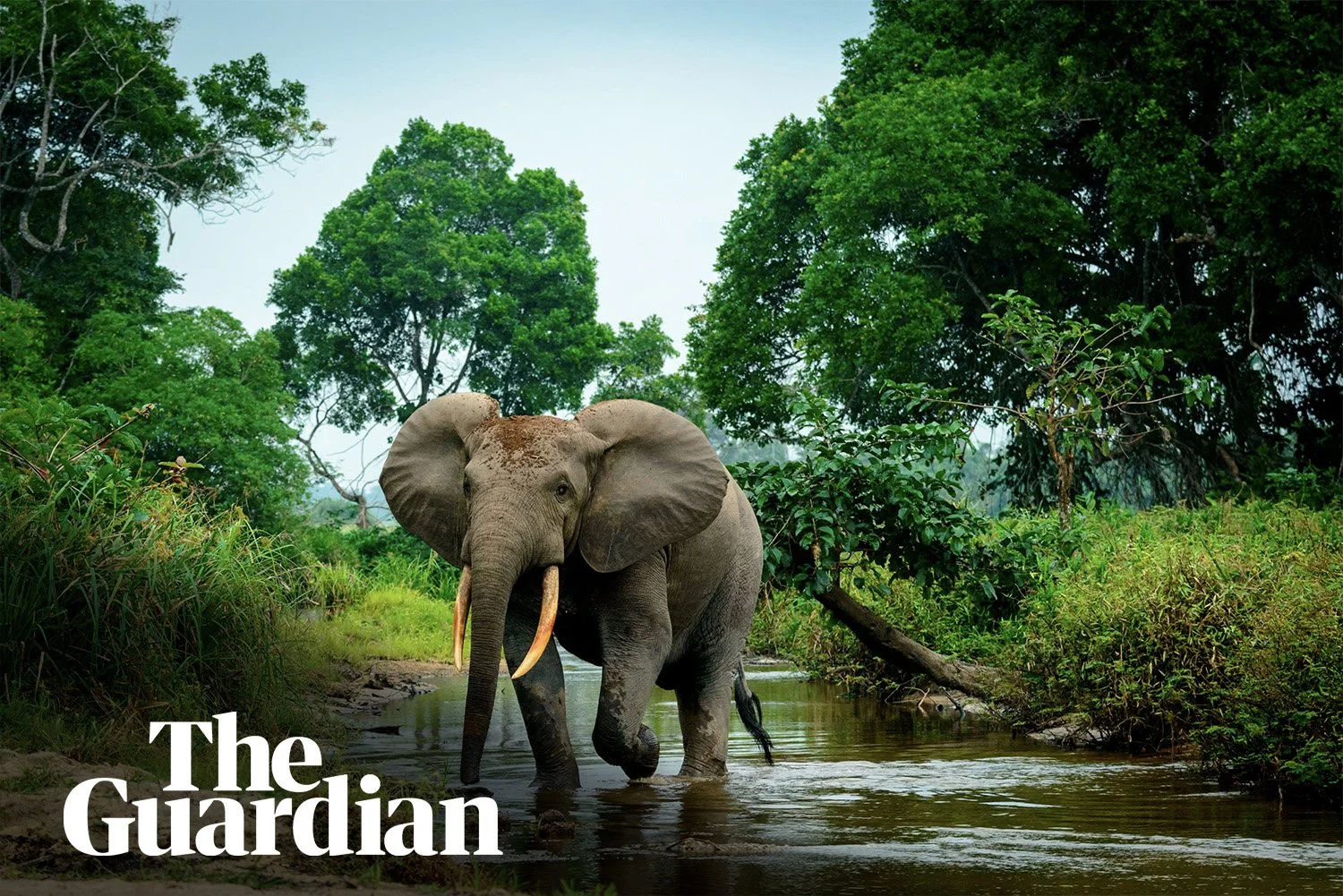 The Guardian Features the Science Panel for the Congo Basin