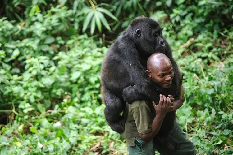 Congo Basin rainforest — invest US$150 million in science