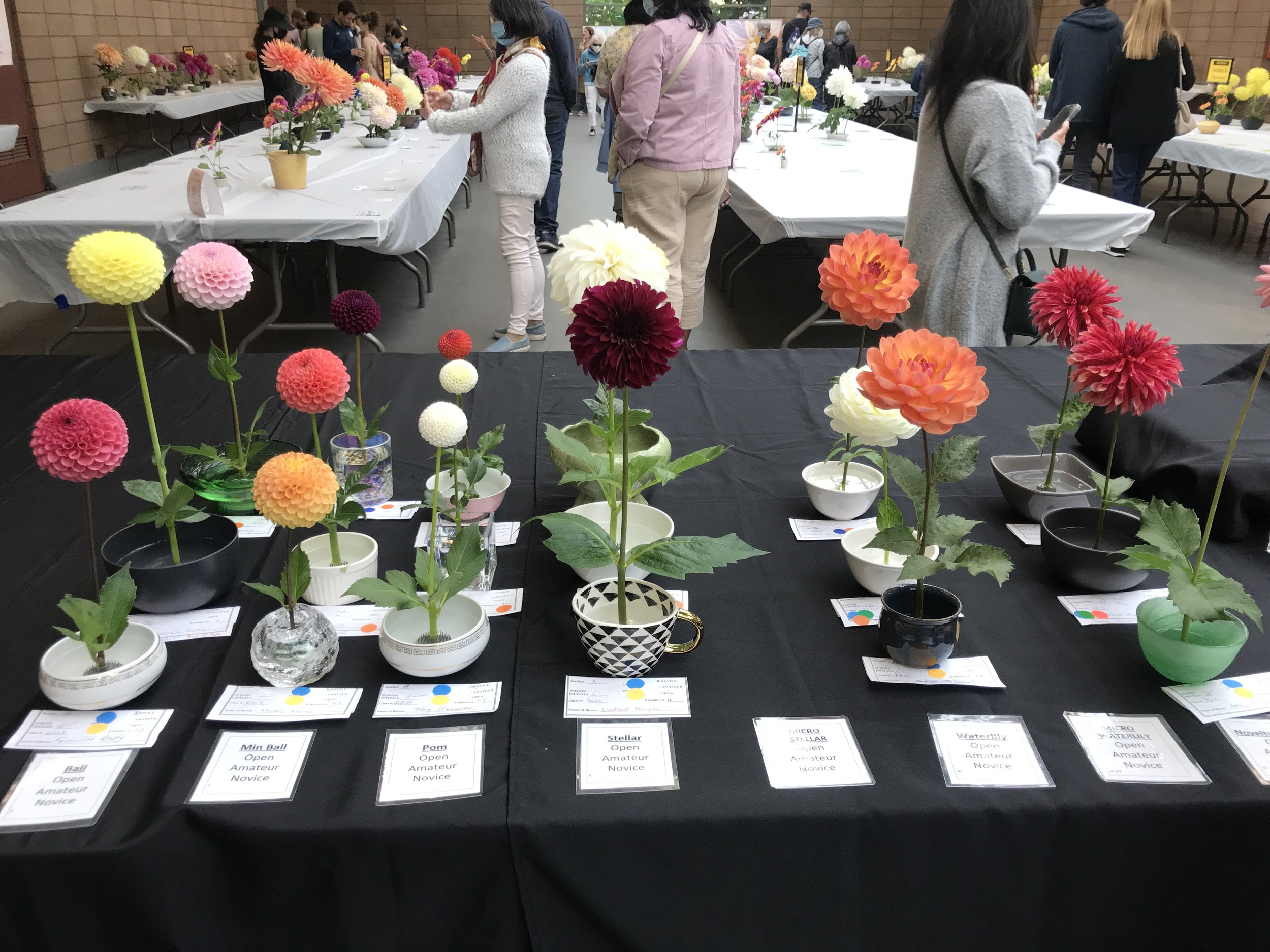 Ball section of Head Table - 2022 DSC Show One of these is about to win Best in Show.....