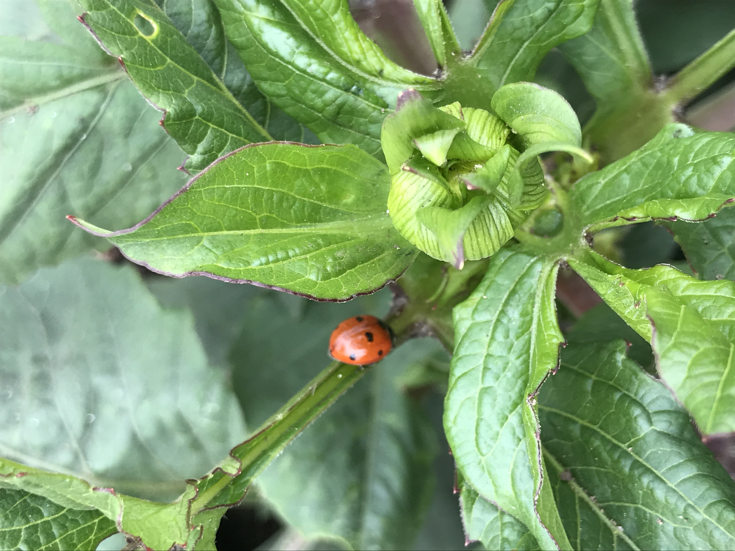 Ladybugs eat aphids