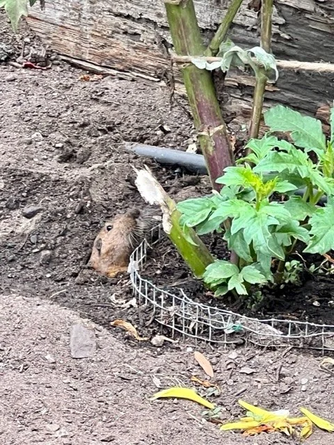 As if on cue, this gopher posed for Dell Tour crowd. They are so smart and hungry for dahlias.
