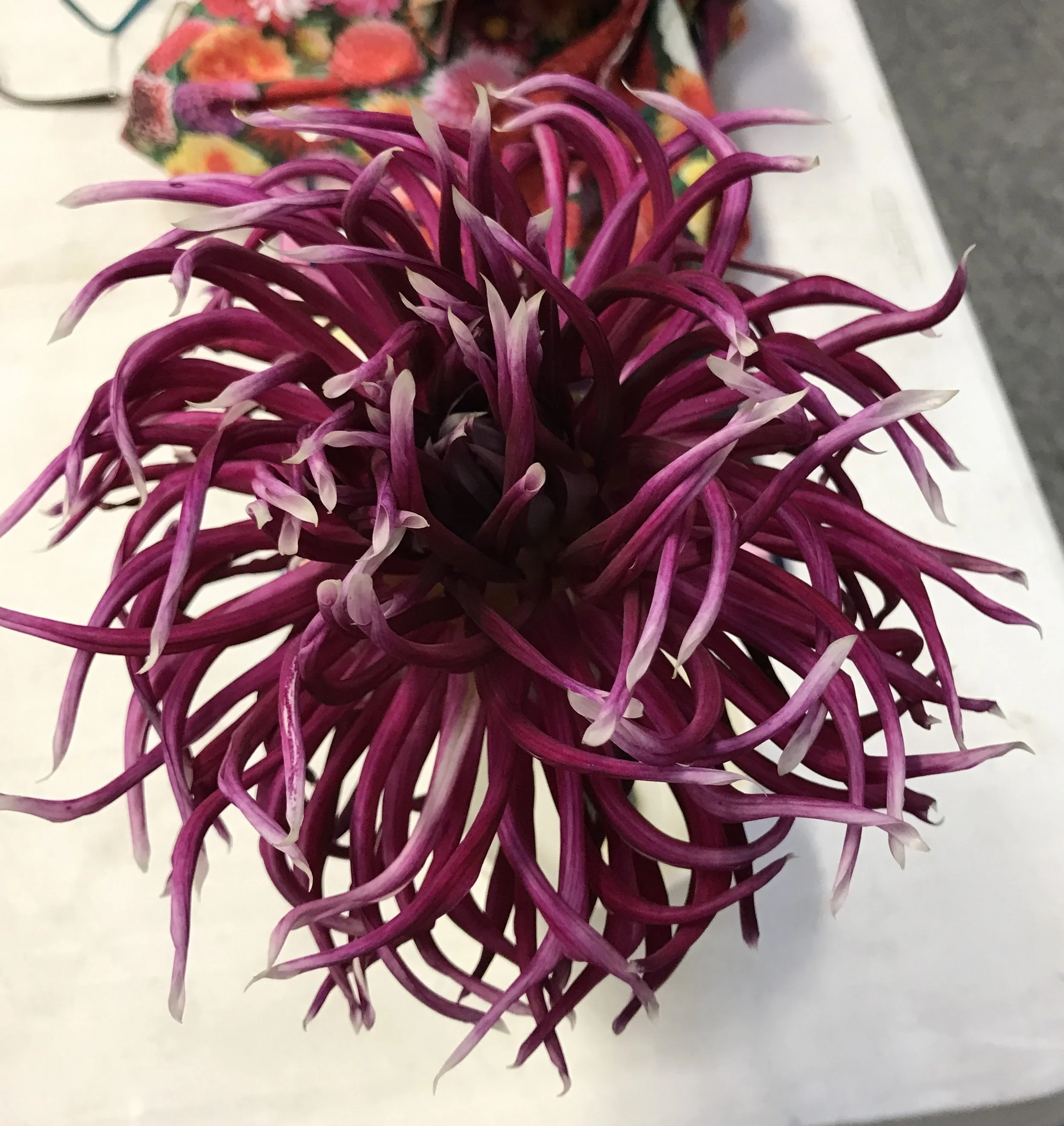 Holly Hill Spider Woman (Novelty)