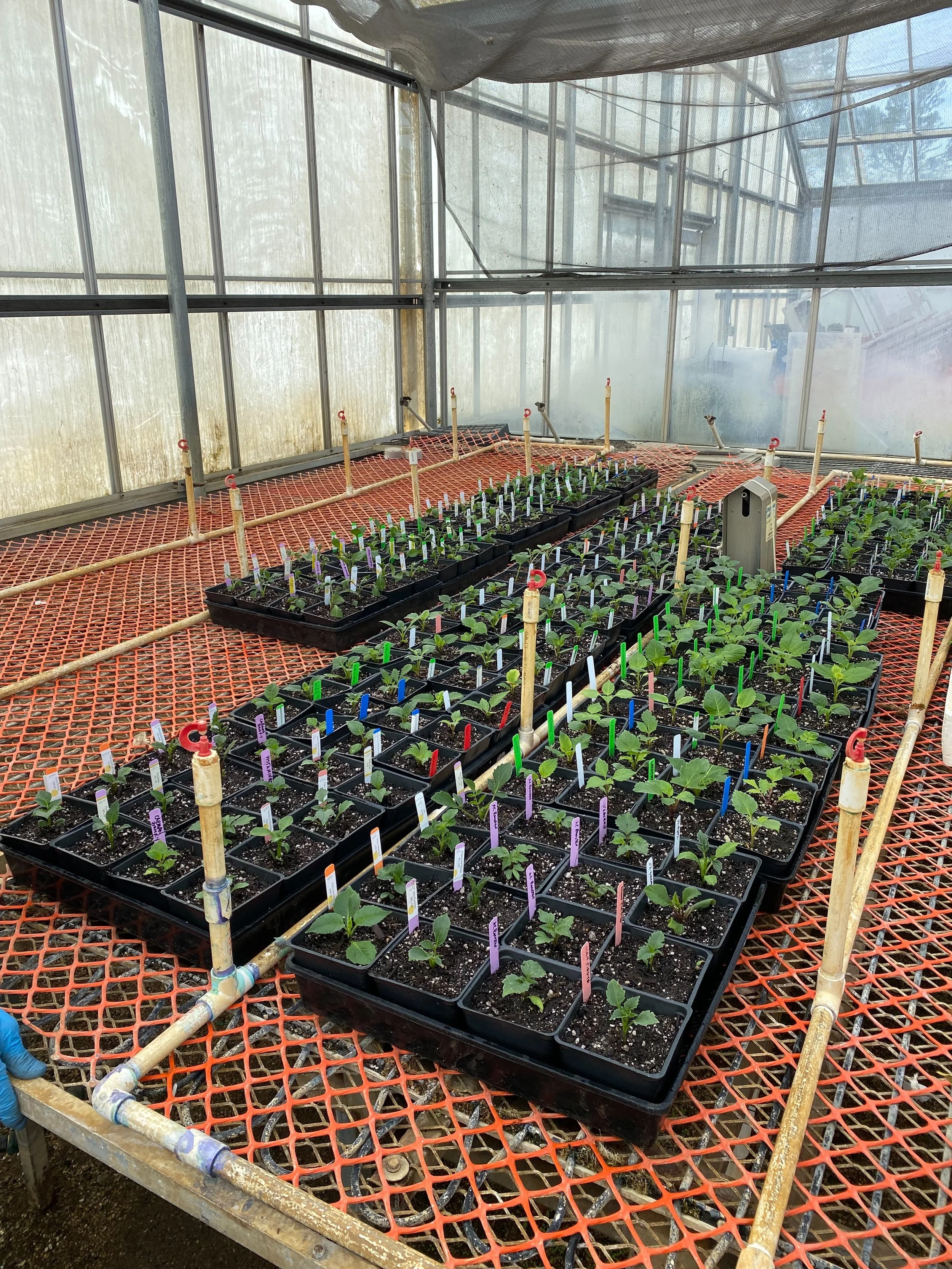 The cutting bench where much of the magic happens for the Tuber and Plant Sale