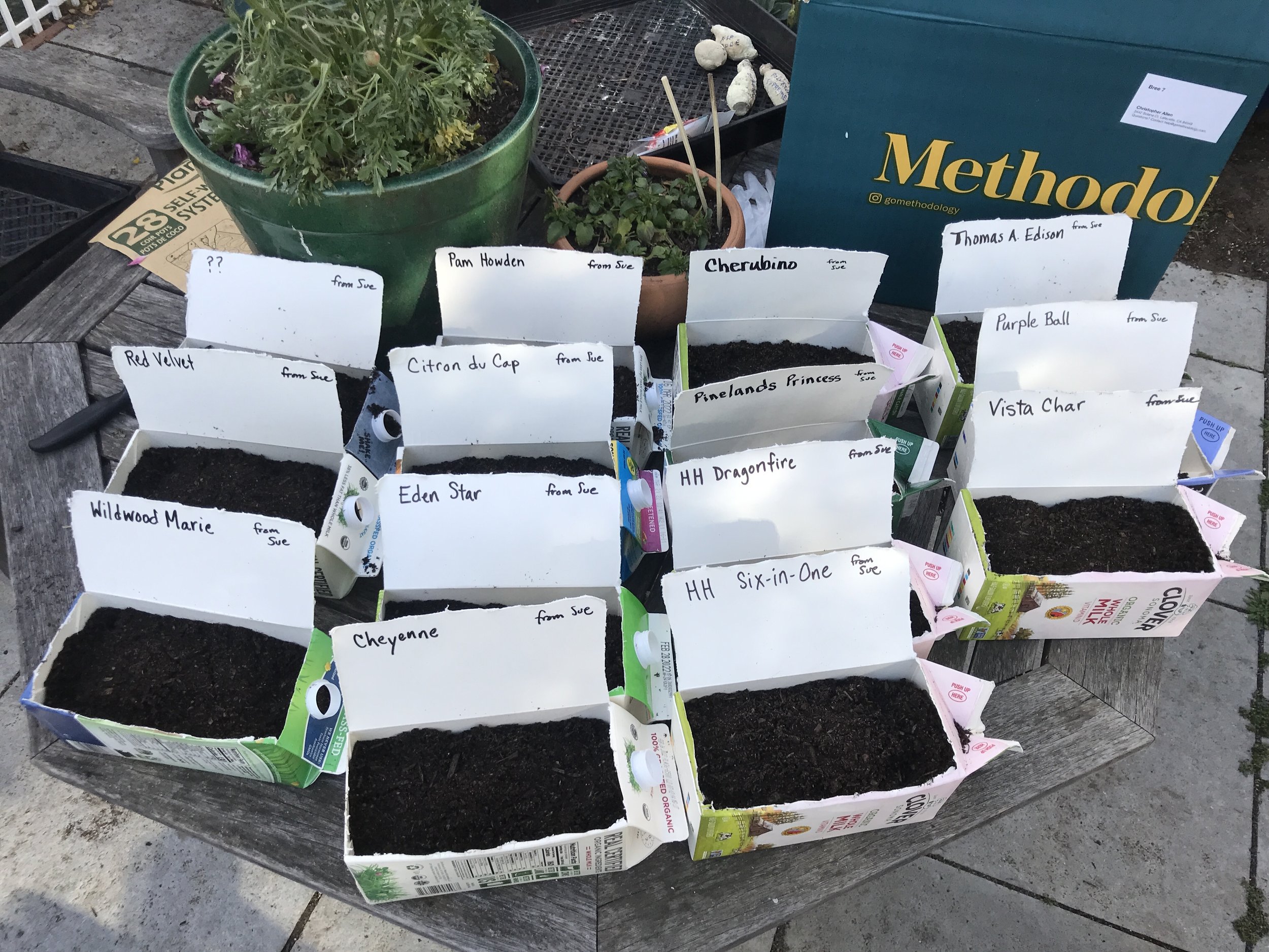 Milk cartons are the perfect container for planting tubers.
