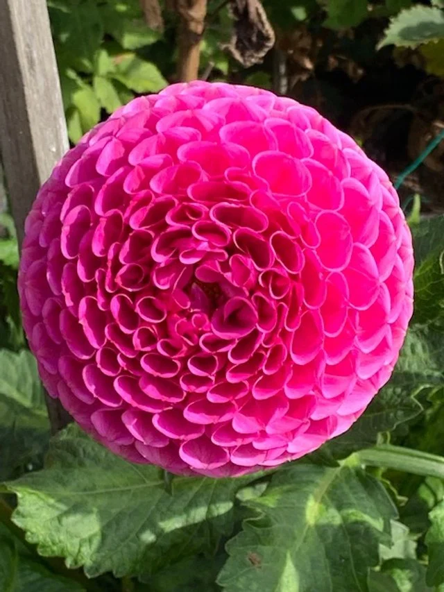 Dahlia name?.jpg