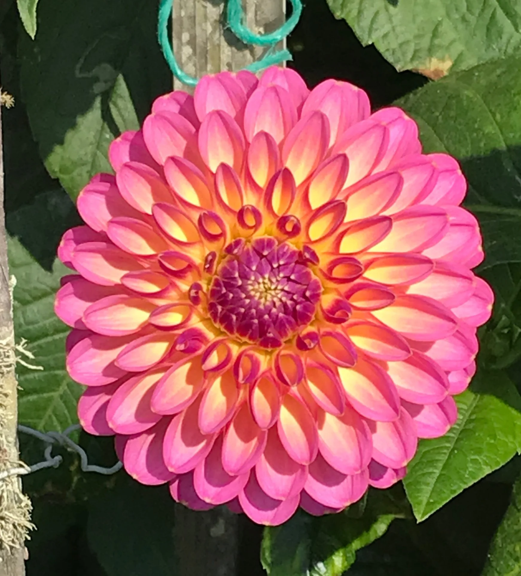 Abby - BB Formal Decorative