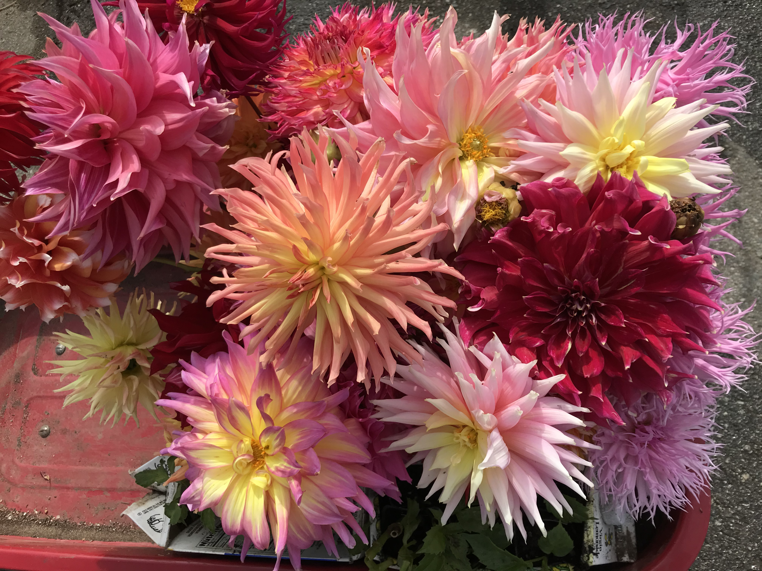 These are deadheads. Notice that the centers are open.