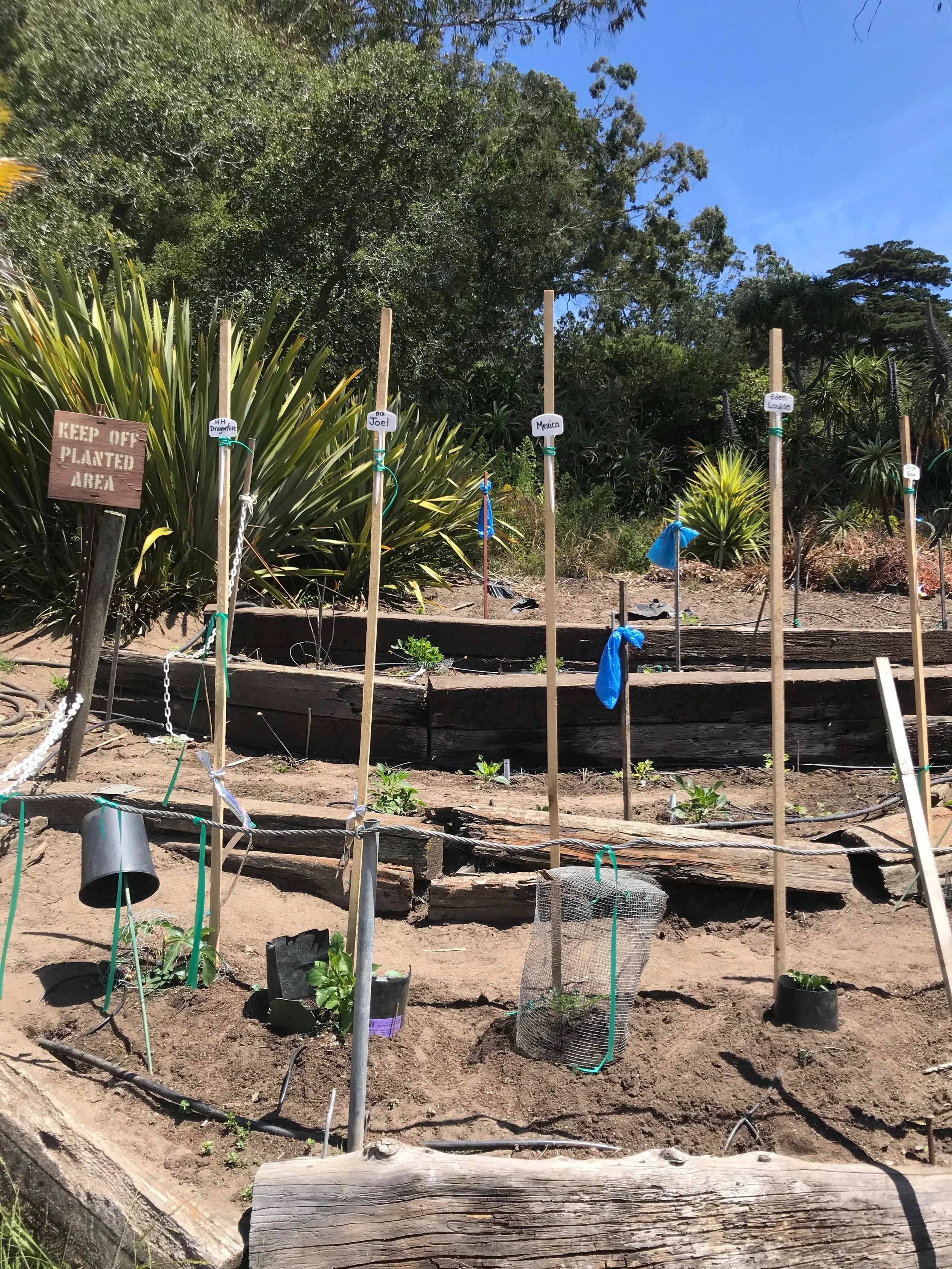 The old hillside garden before 2024 - unstable ground, rusty nails, gopher tunnels. 