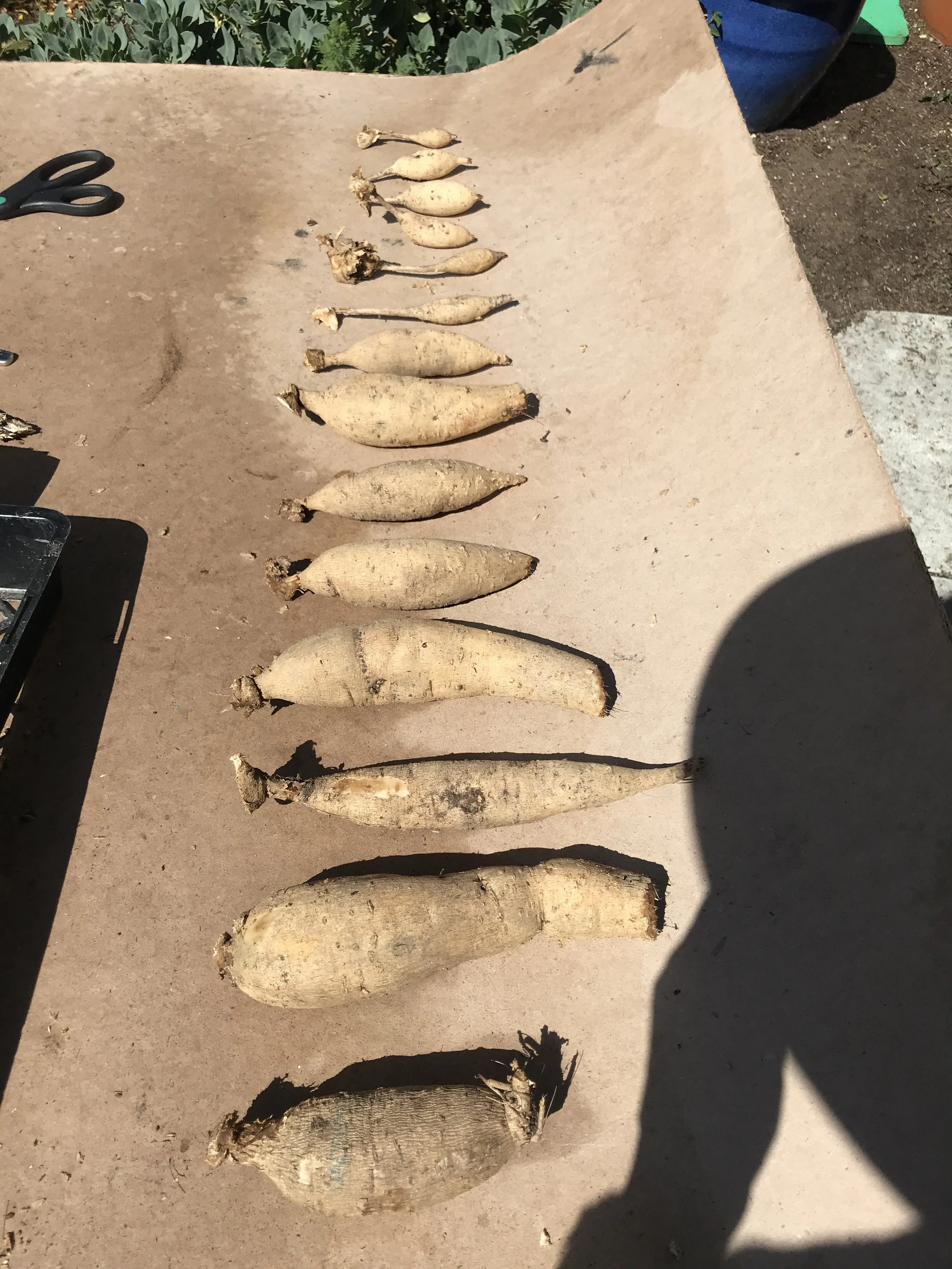 One tuber turned into 14!