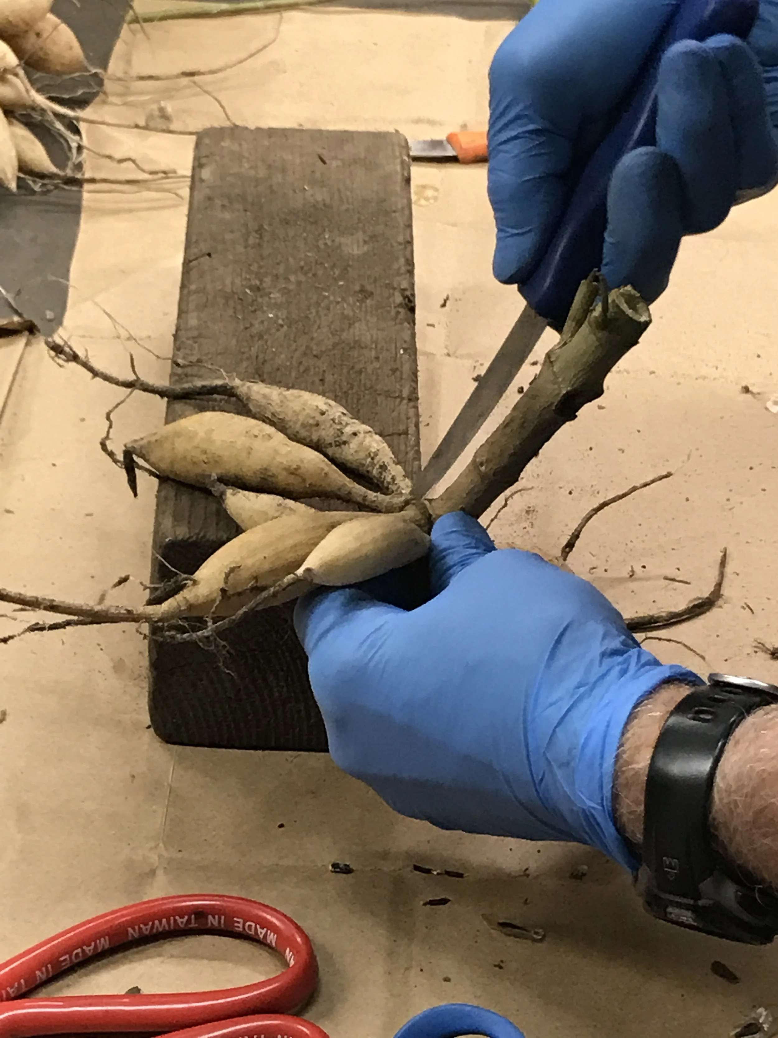 Dividing a tuber clump.