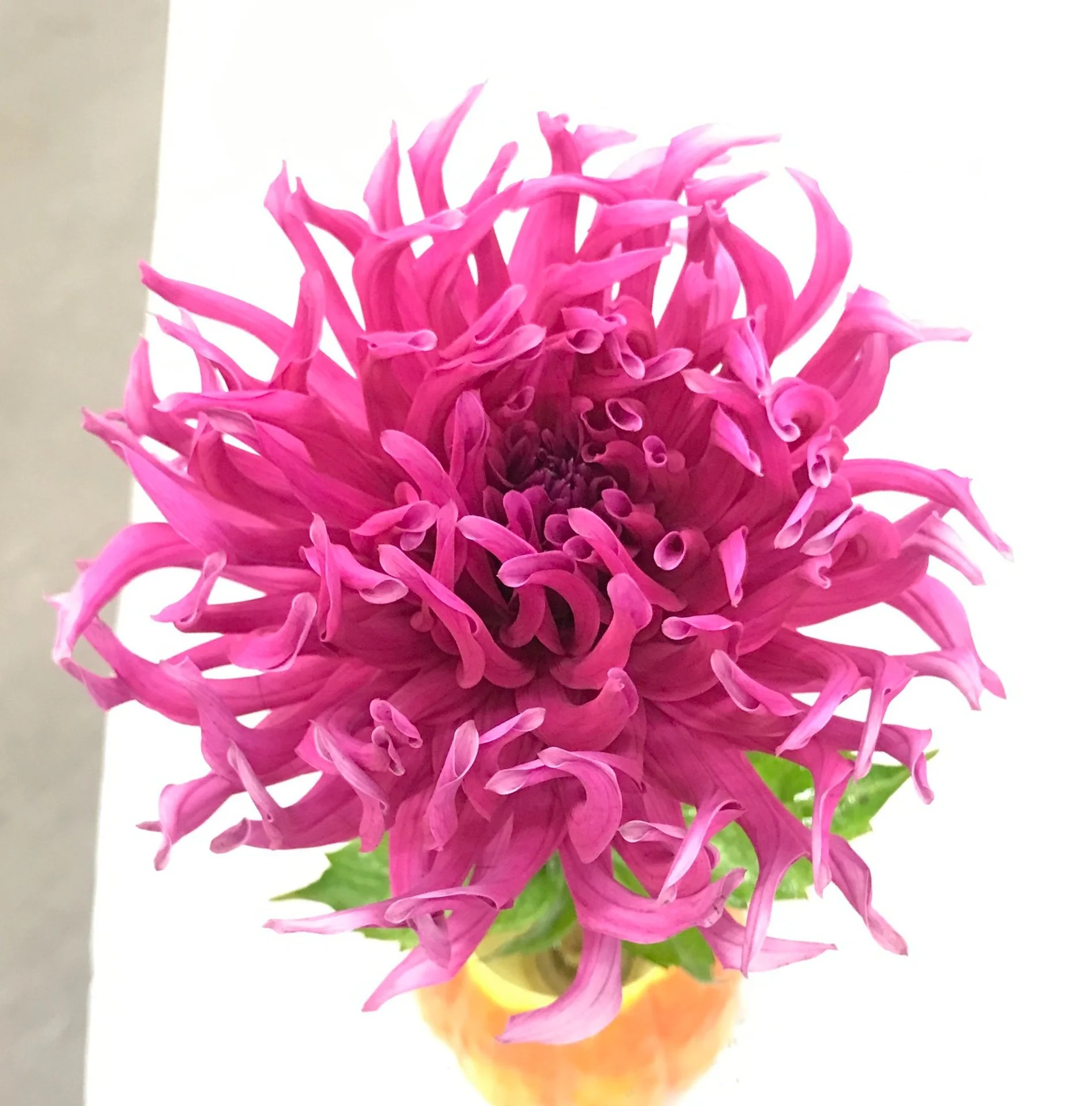 Jane - BB Incurved Cactus