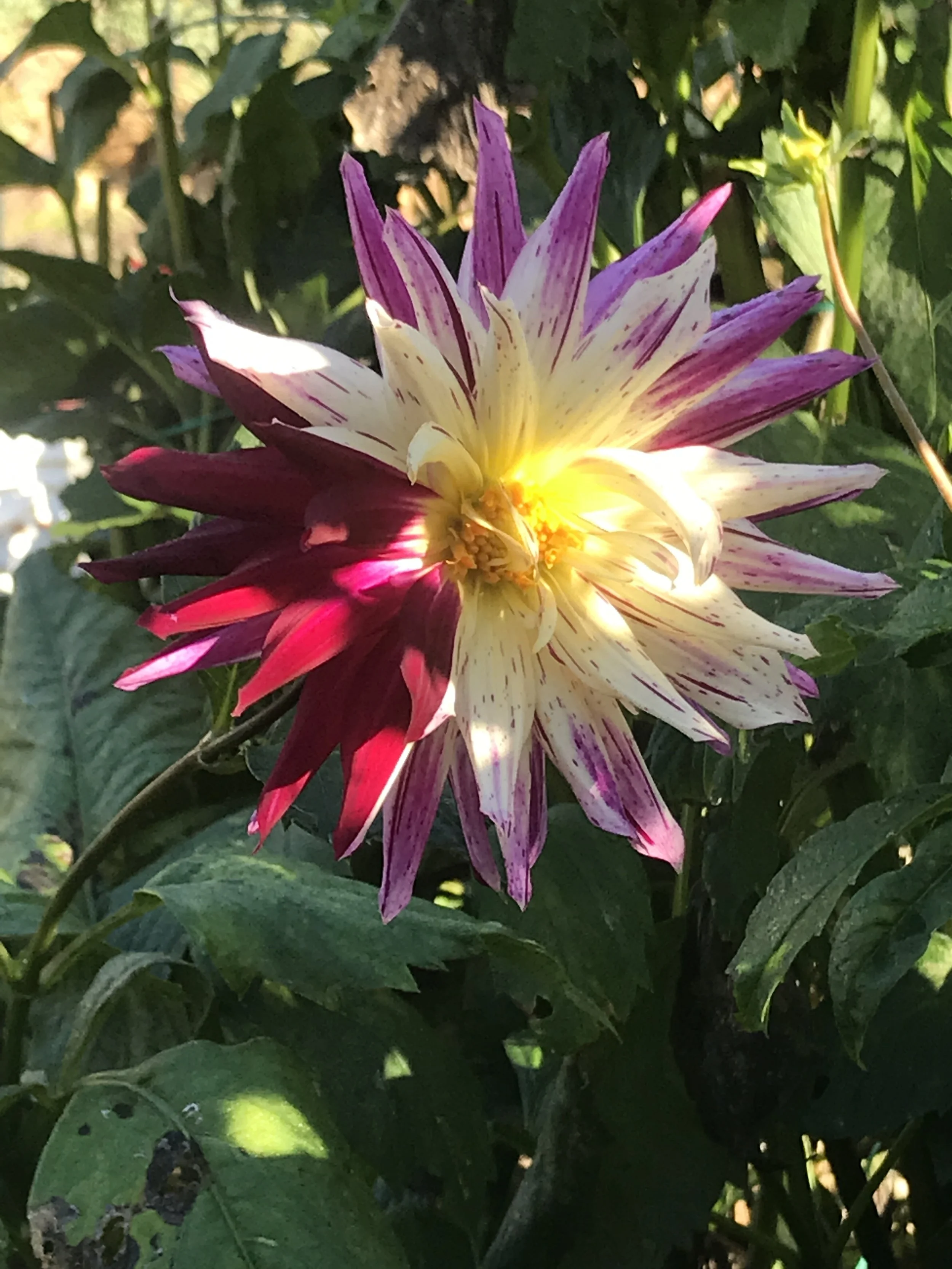 What happened here? Wolf petals. Click to find out more!