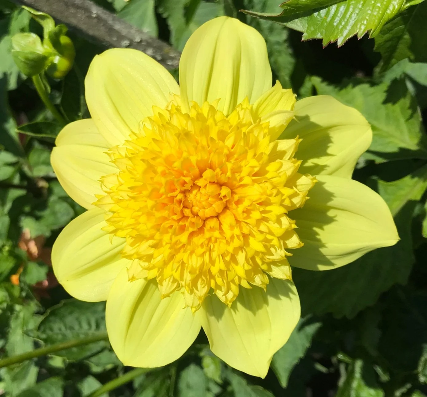 Sandia Sun Bonnet (Anemone)
