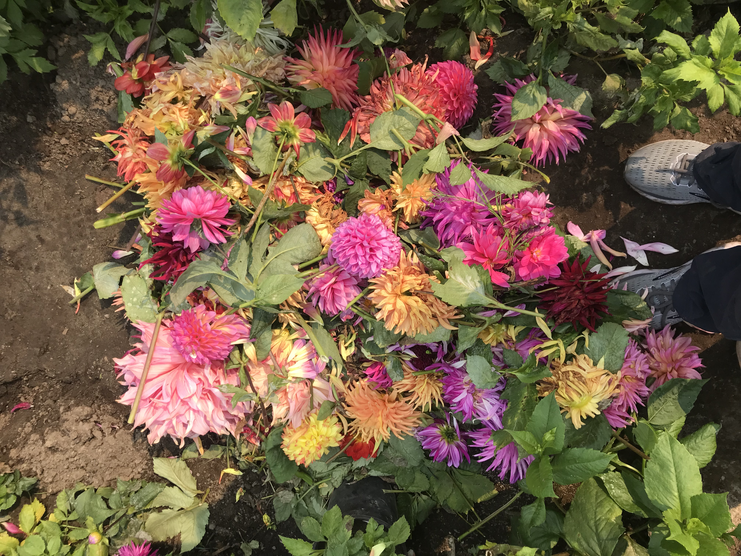 The world's most beautiful compost pile. Deborah has been composting in her section for decades. Her soil is sublime.