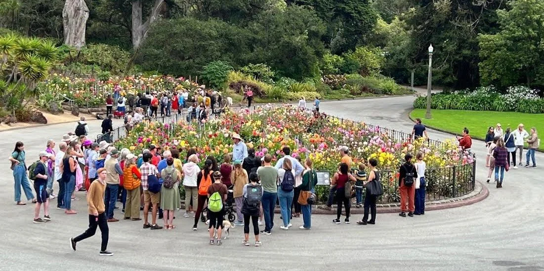 The Dahlia Garden In Golden Gate Park