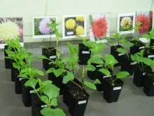 Part of the 160 cuttings on display