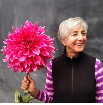 Monterrey Bay Dahlia Show