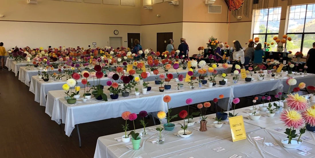Central Coast Dahlia Show