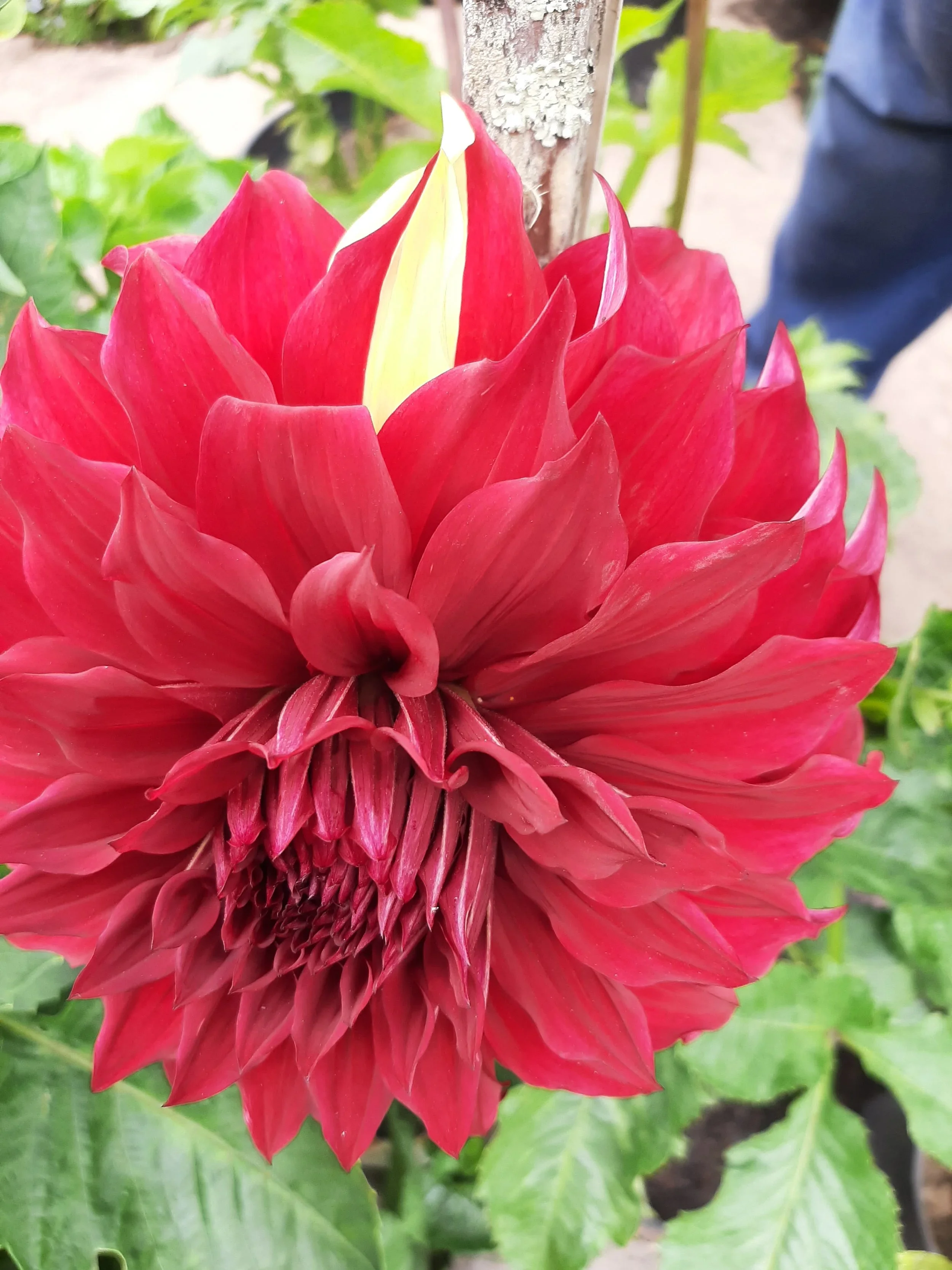 Close-up of a vibrant red dahlia flower with multiple petals, some of which are pointed and slightly curved, surrounded by green leaves and a plant stake in the background.