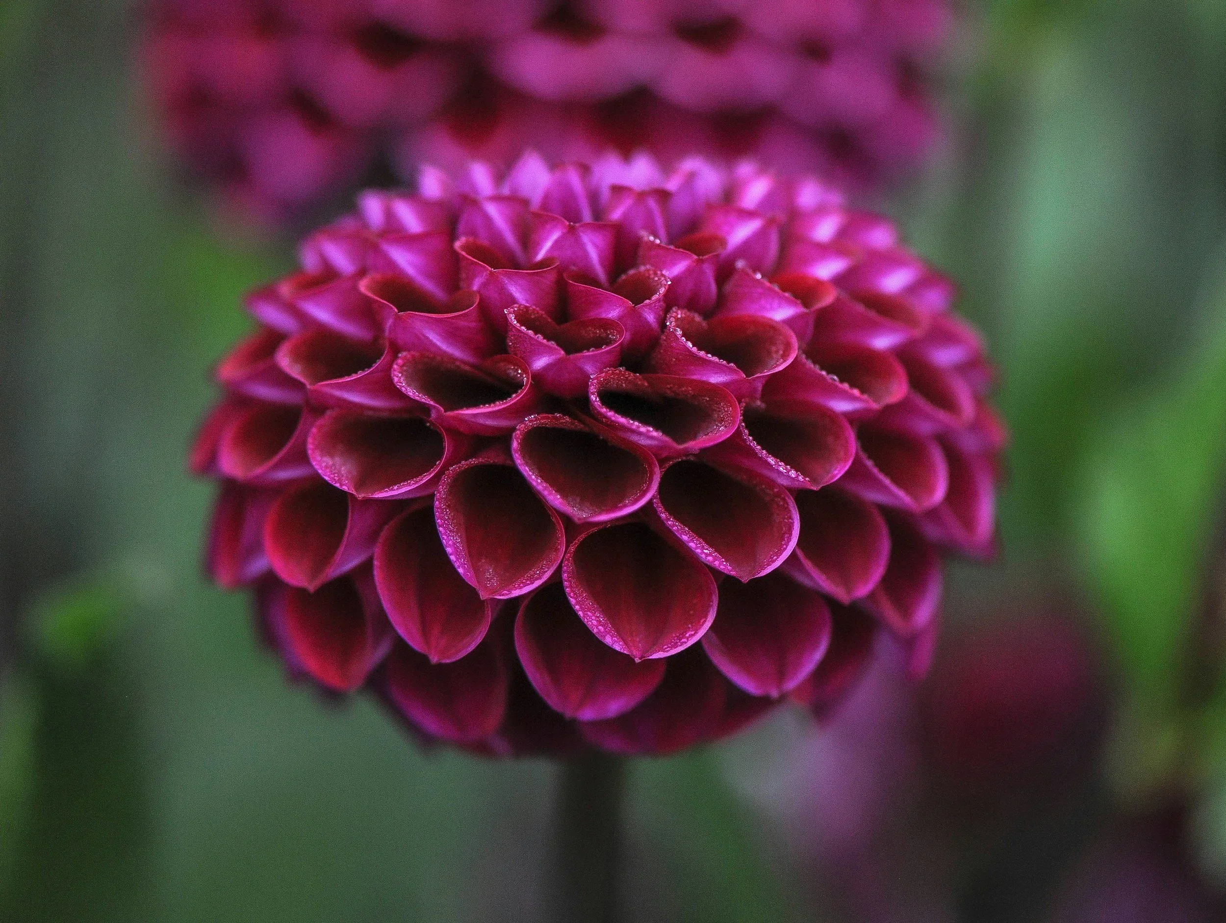 Close-up of a deep purple or magenta spherical flower with tightly packed, cup-shaped petals and a soft focus background.