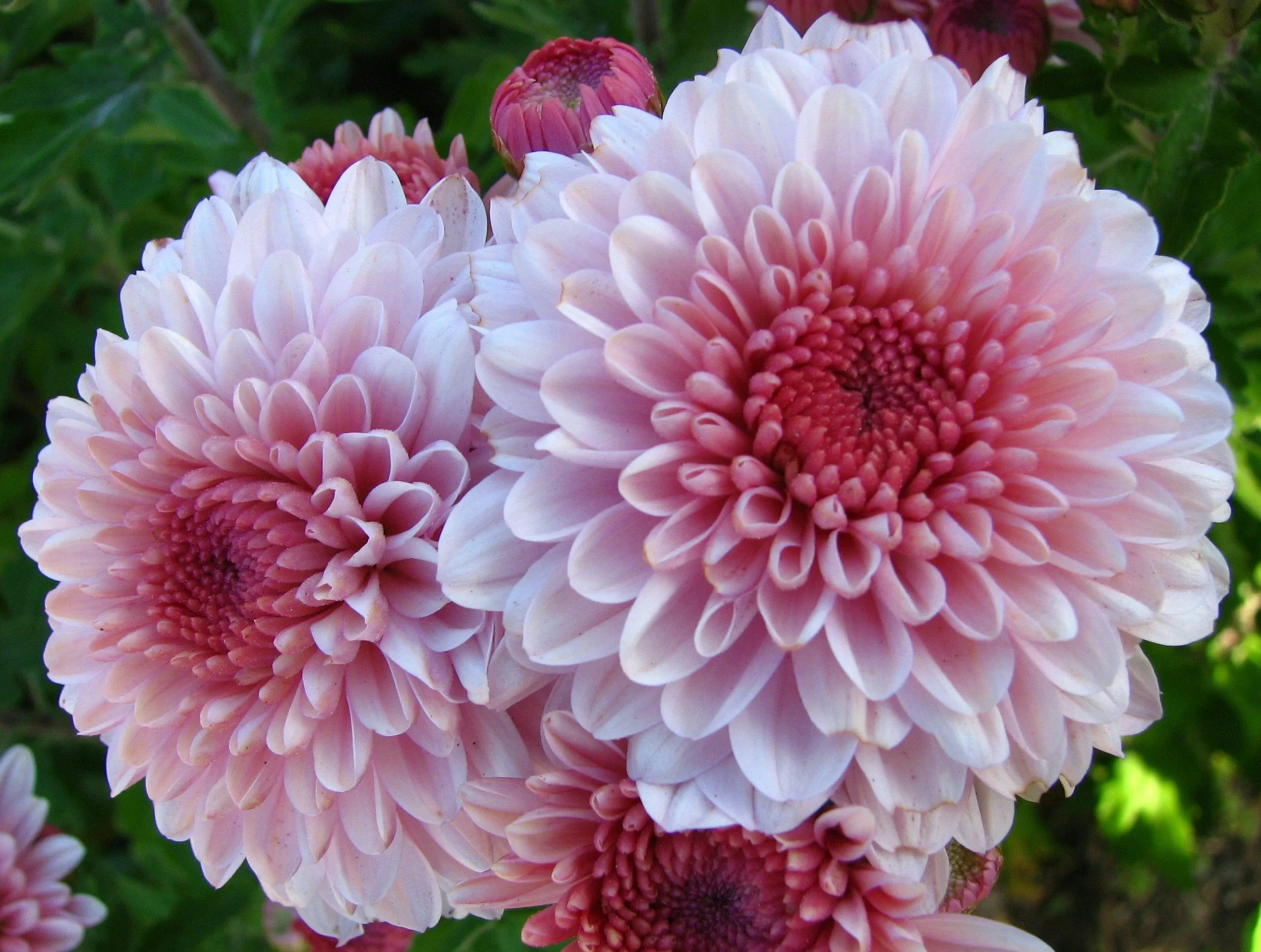 Close-up of pink and white dahlias with green foliage in the background.