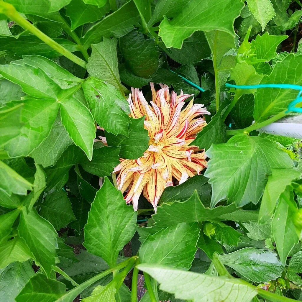 Colorful dahlia flower with yellow, red and white striped petals partially hidden among green leafy plants.