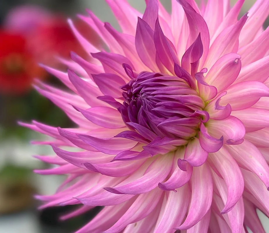 Dahlia on display for voting