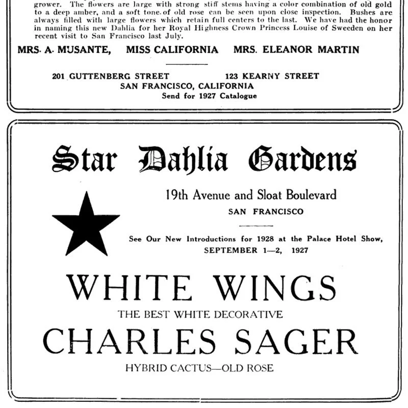 dsc-bulletin-1920s-star.jpg