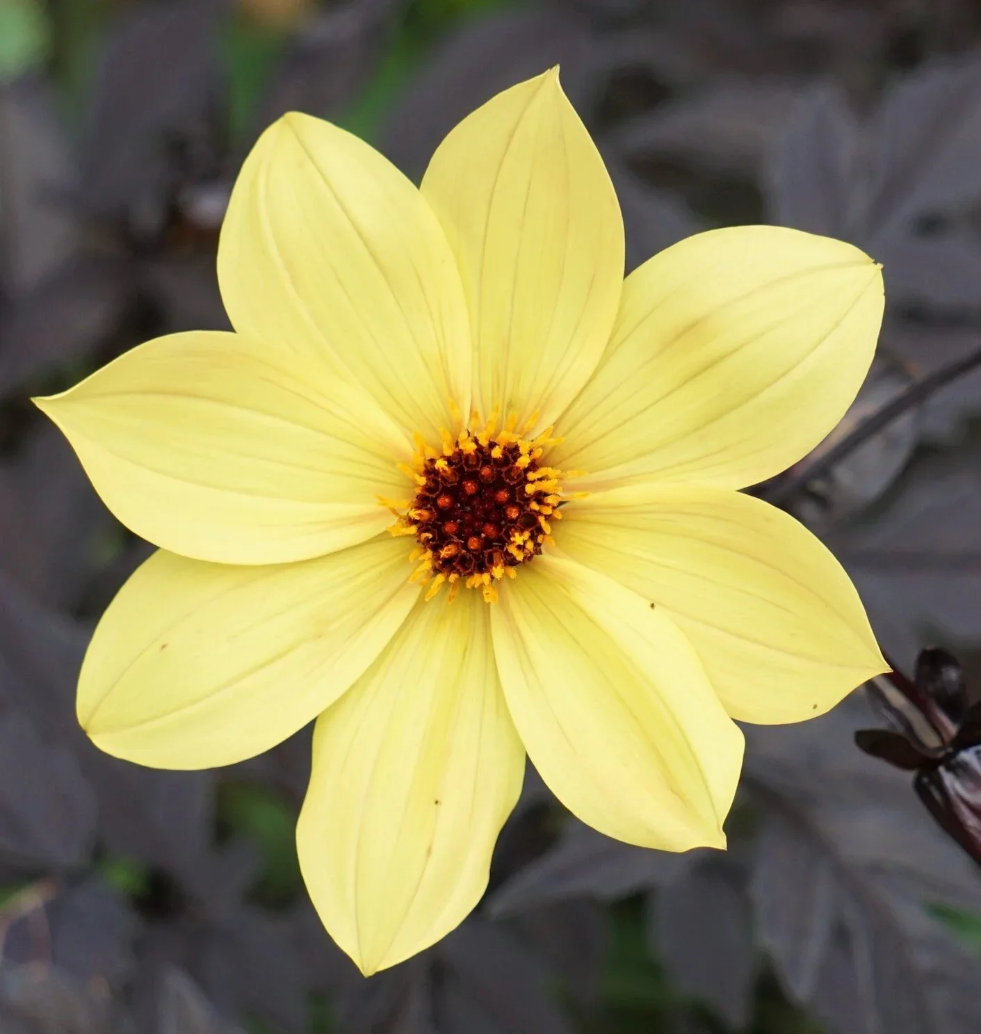 A close-up of a yellow flower with pointed petals and a dark red and yellow central disc, on dark foliage background.