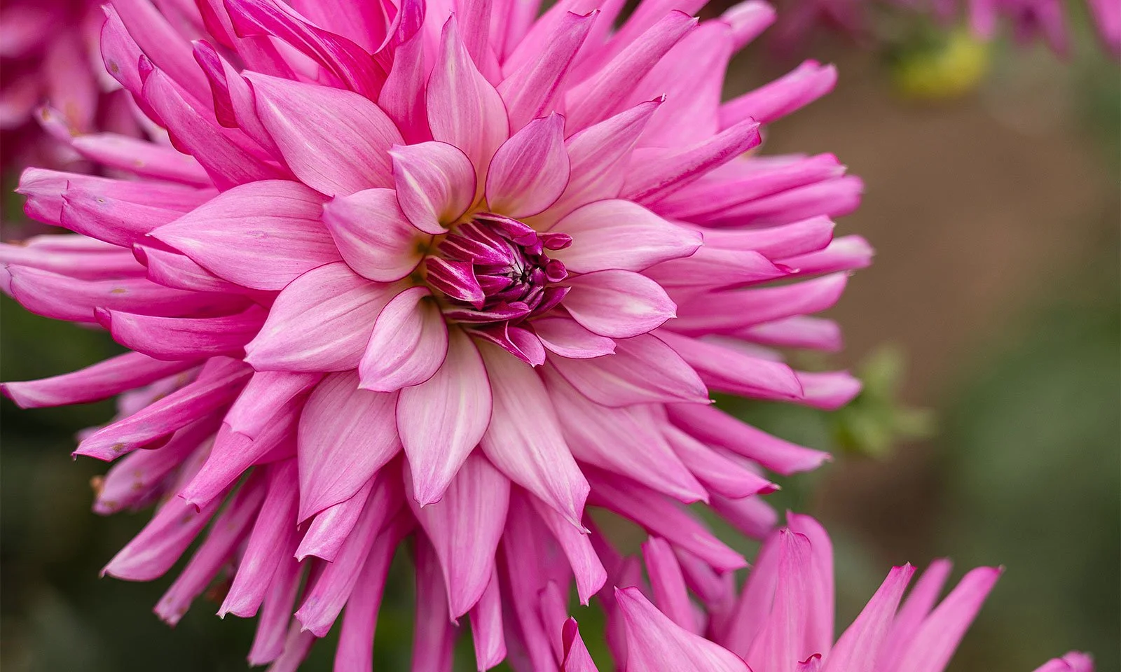 The Dahlia Garden In Golden Gate Park
