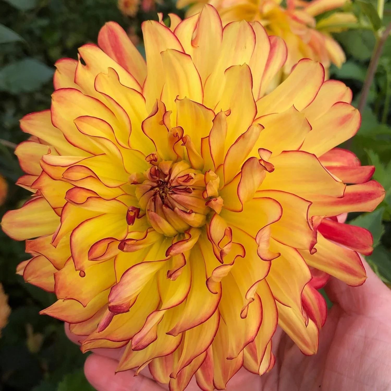 A close-up photo of a yellow and orange dahlia flower with layered petals and red-edged tips, held by a person's hand with a blurred green background.