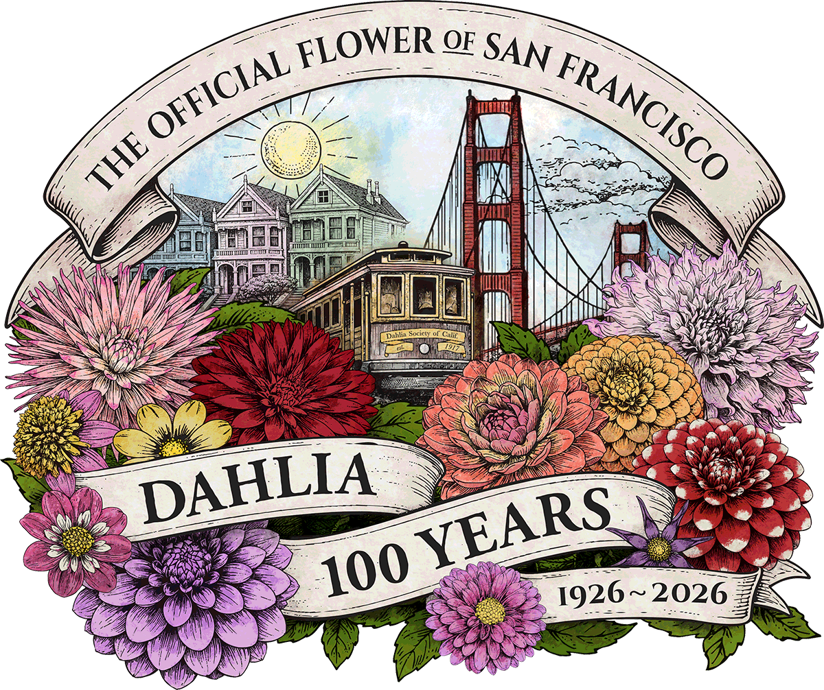 100 Years as the official flower of San Francisco. Design by DSC volunteer Mini Kurhan.