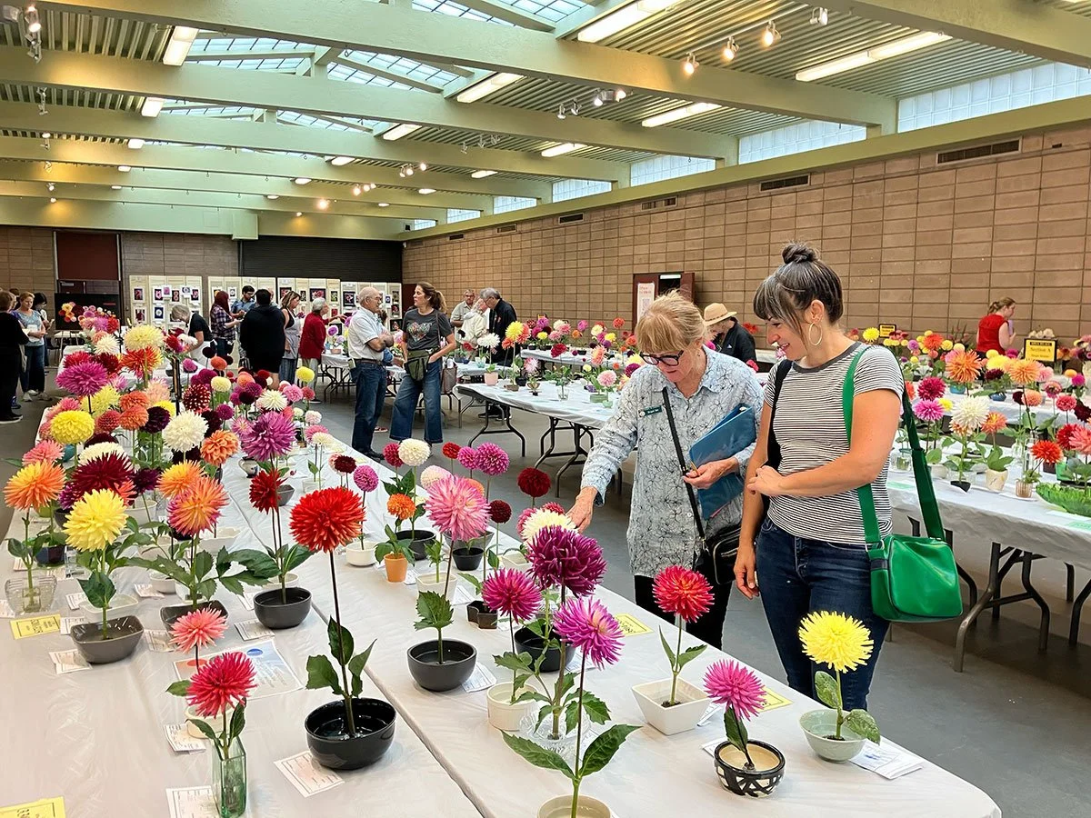 DSC members viewing dahlias on display at the show