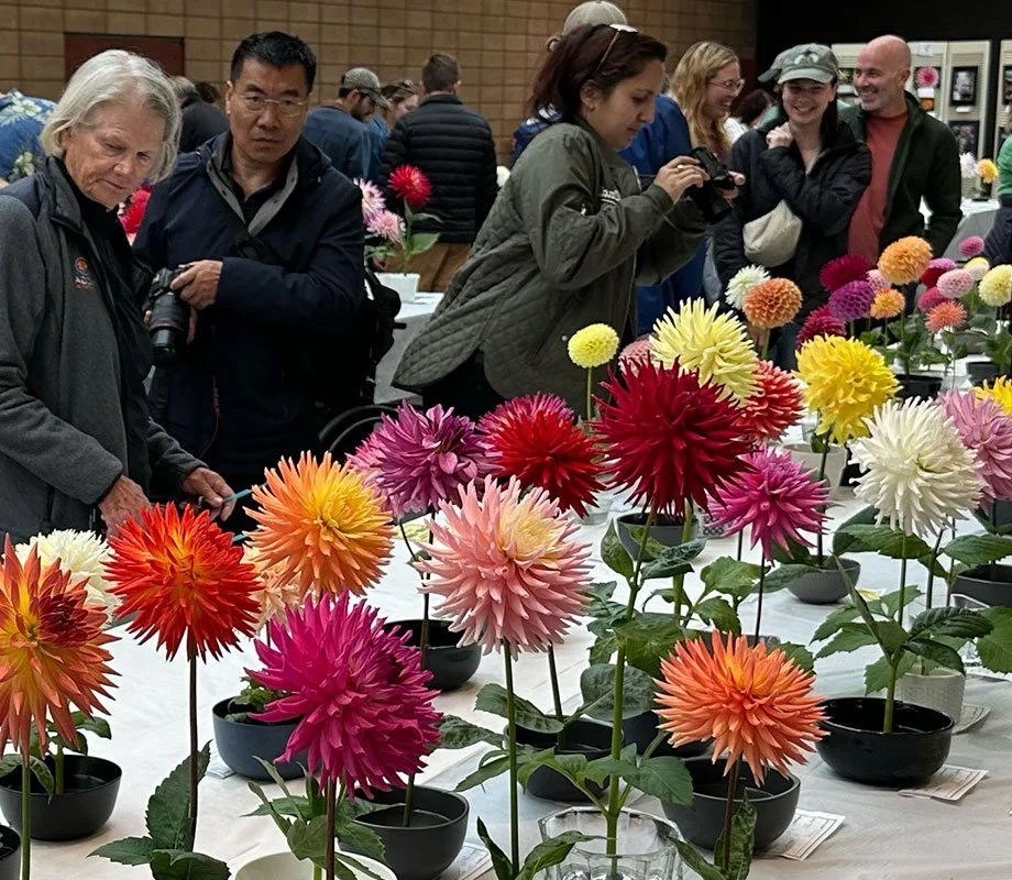 Dahlia show viewers