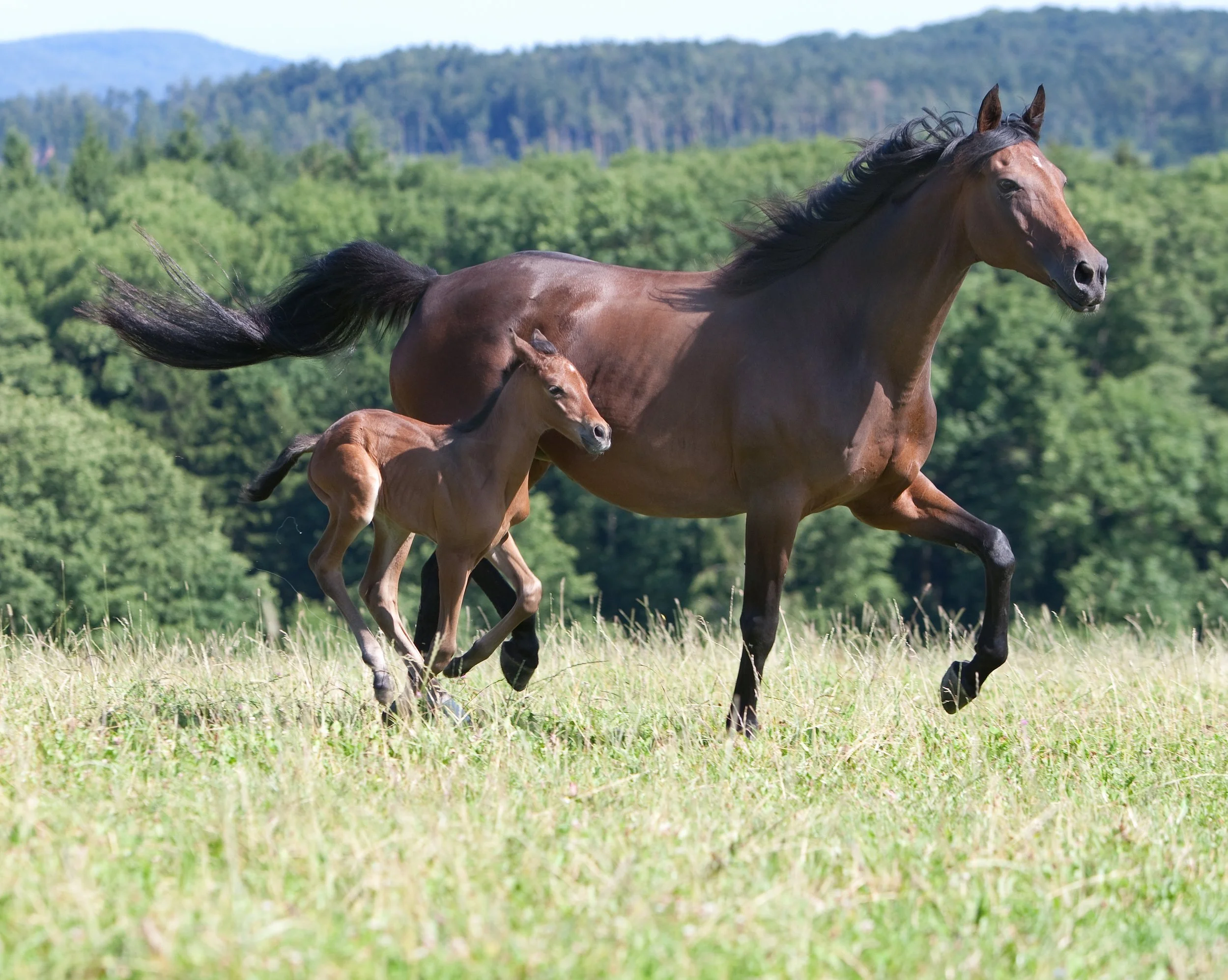 Fallstudie Fohlenhufe