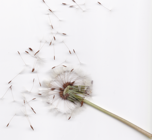 dandelion+15x15.jpg.webp