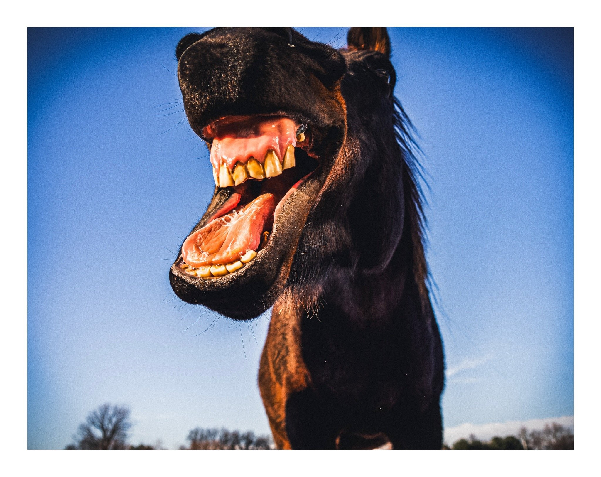 Close-up of a black horse with its mouth open, showing teeth and tongue, against a clear blue sky with some leafless trees in the distant background.