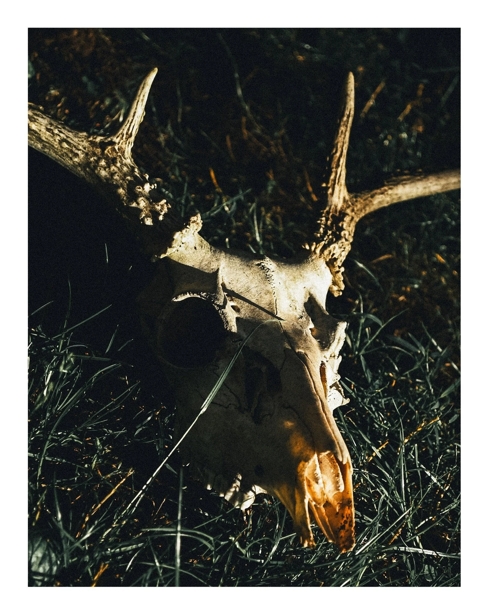 A skull of an animal, possibly a deer or similar, lying on grass during nighttime illuminated by artificial light.