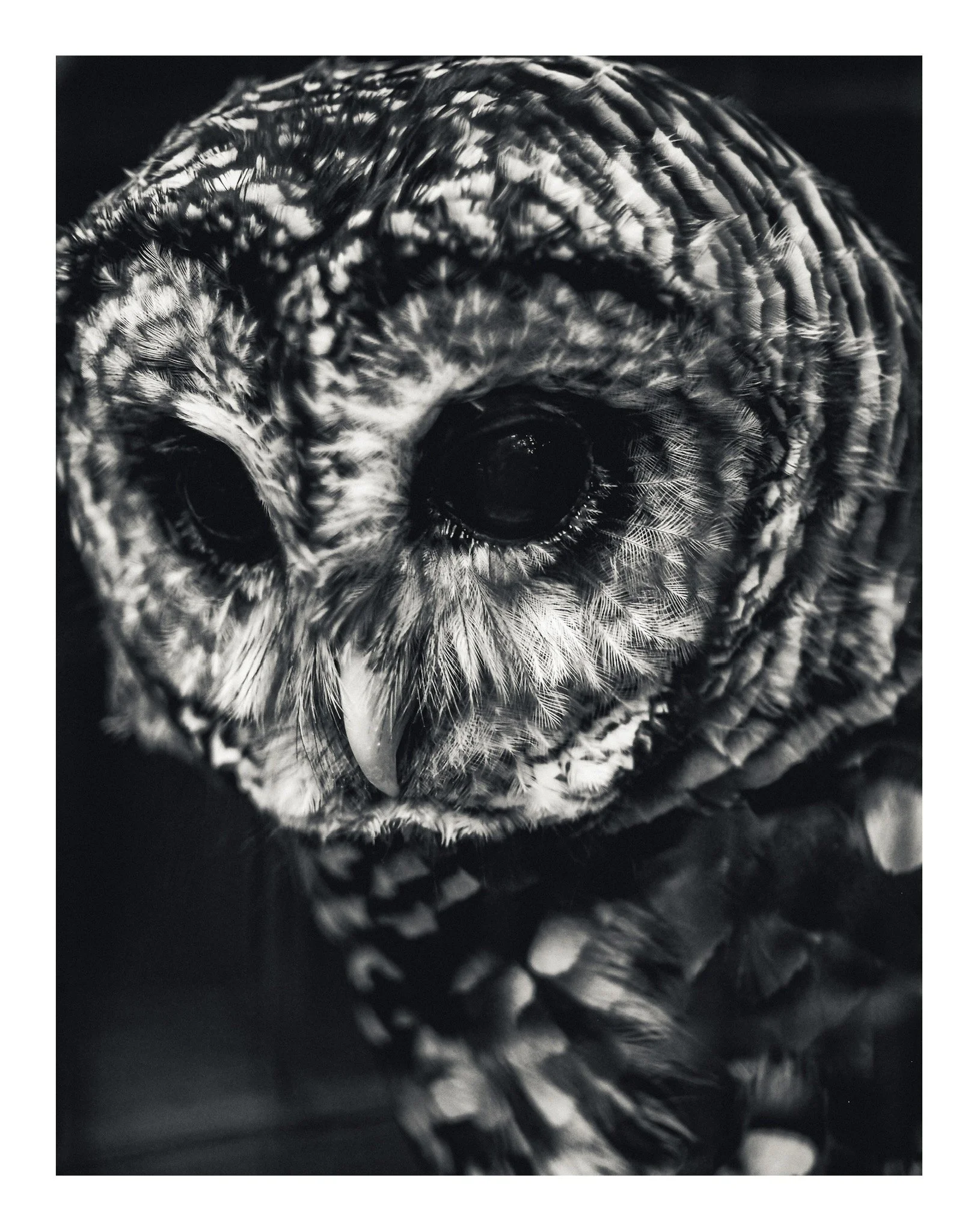 Close-up black and white photograph of an owl's eye and feathers.