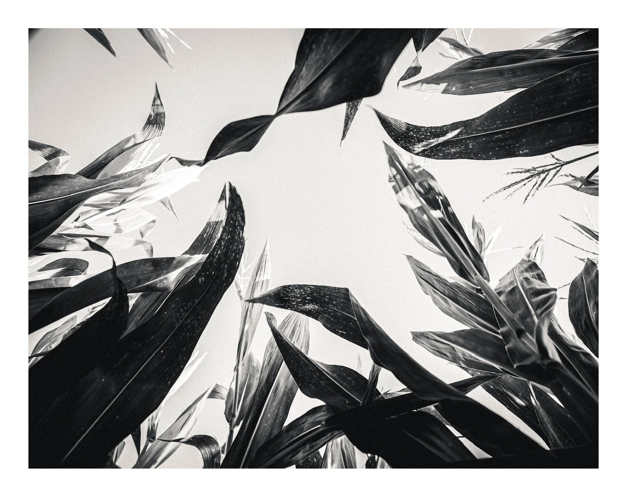 Black and white photograph of tall leaves from a low angle, pointing towards the sky.