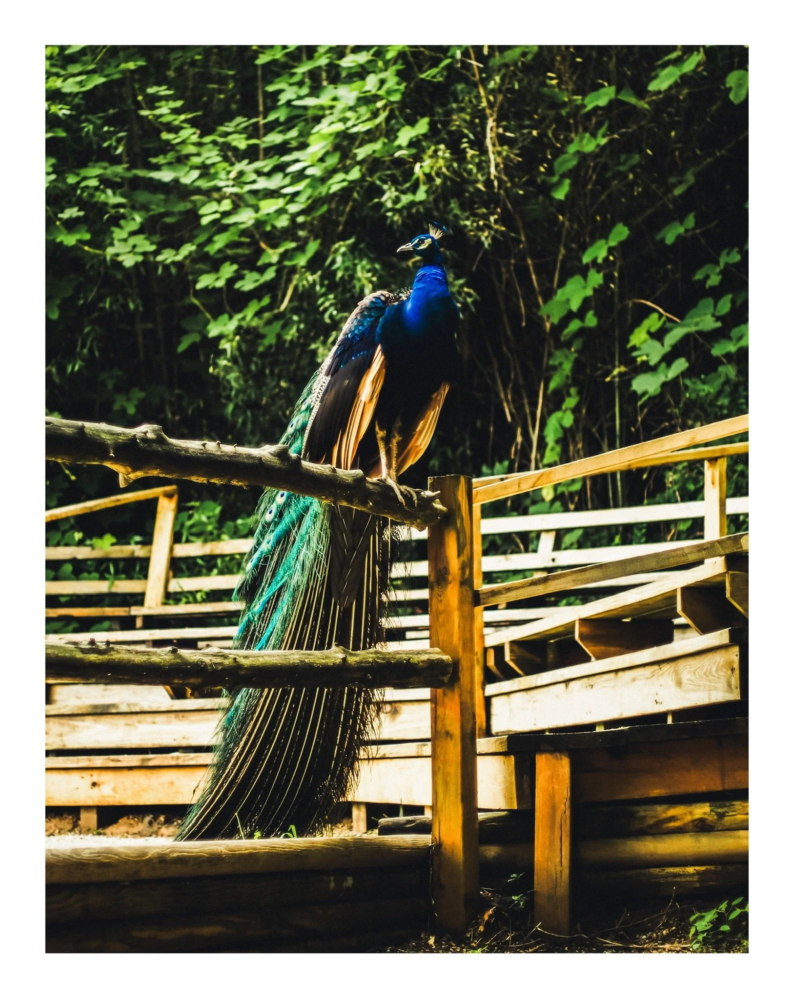A peacock standing on a wooden railing in front of a lush green background.