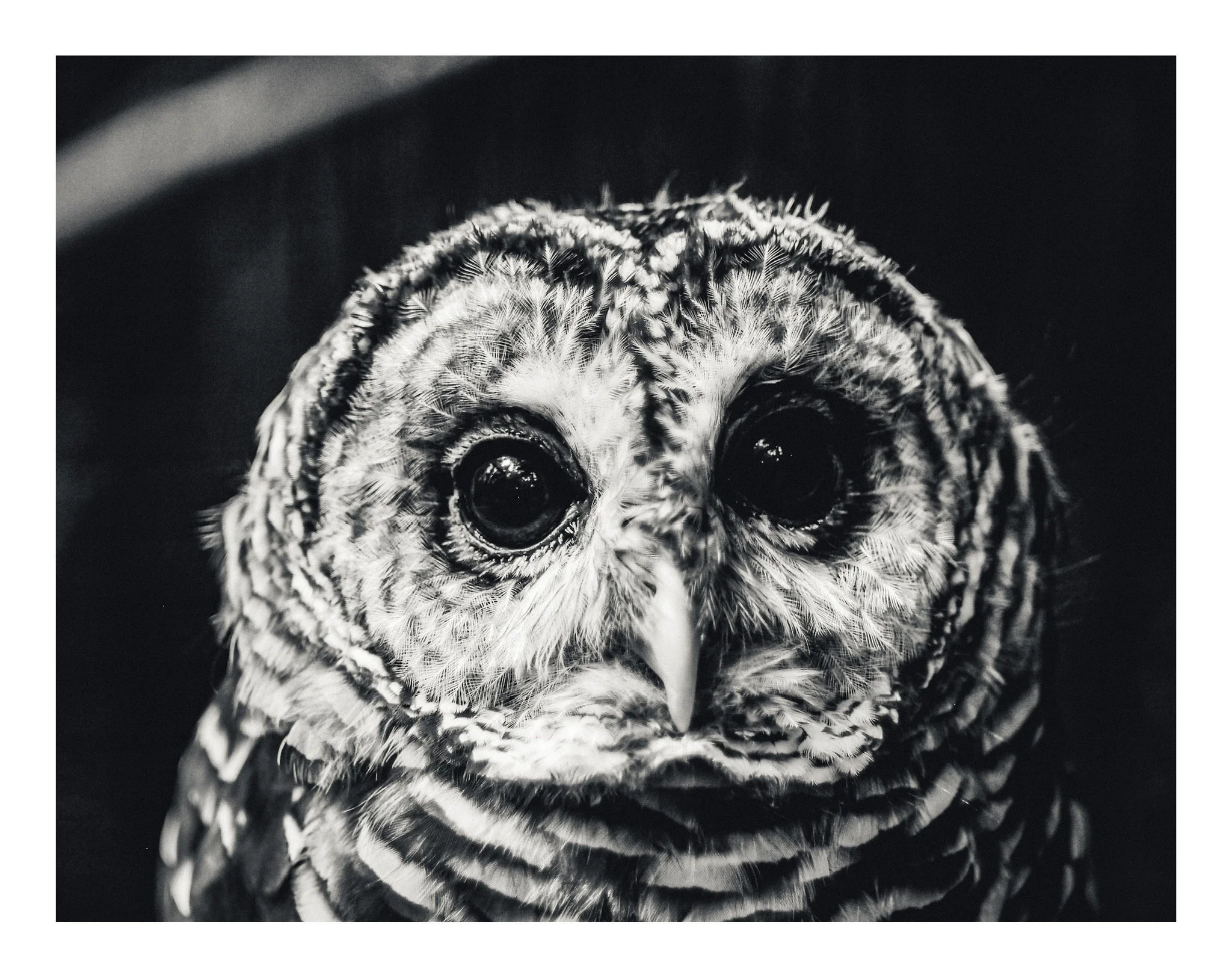 Close-up black and white photo of an owl's face, showing large dark eyes, pointed beak, and detailed feathers around the face.