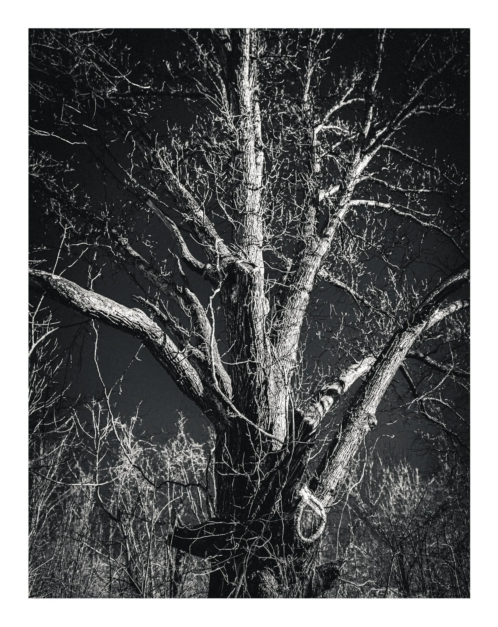 A leafless tree illuminated at night, with dark sky in the background.