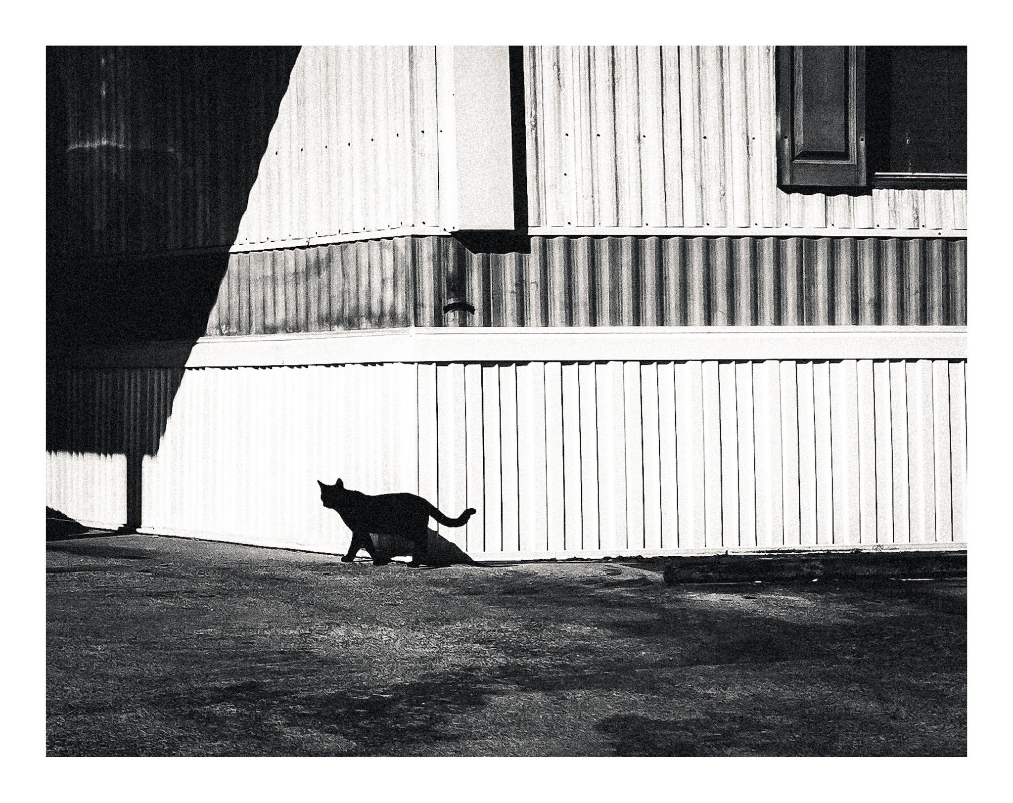 A black silhouette of a cat walking on a paved street in front of a wooden fence and a building with a window.