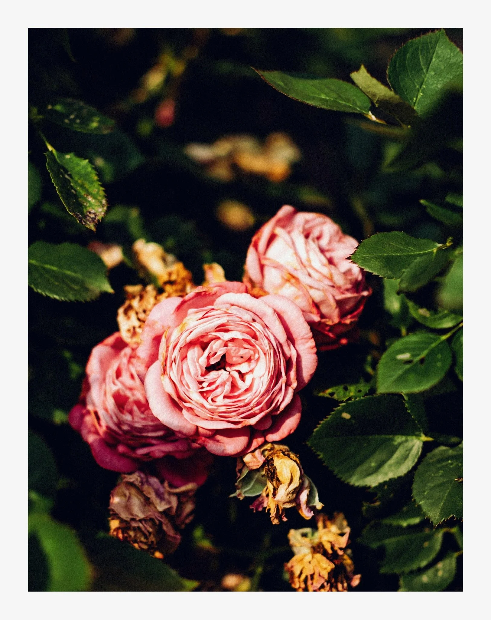 Close-up of pink roses with green leaves, some wilting flowers, in a garden setting.