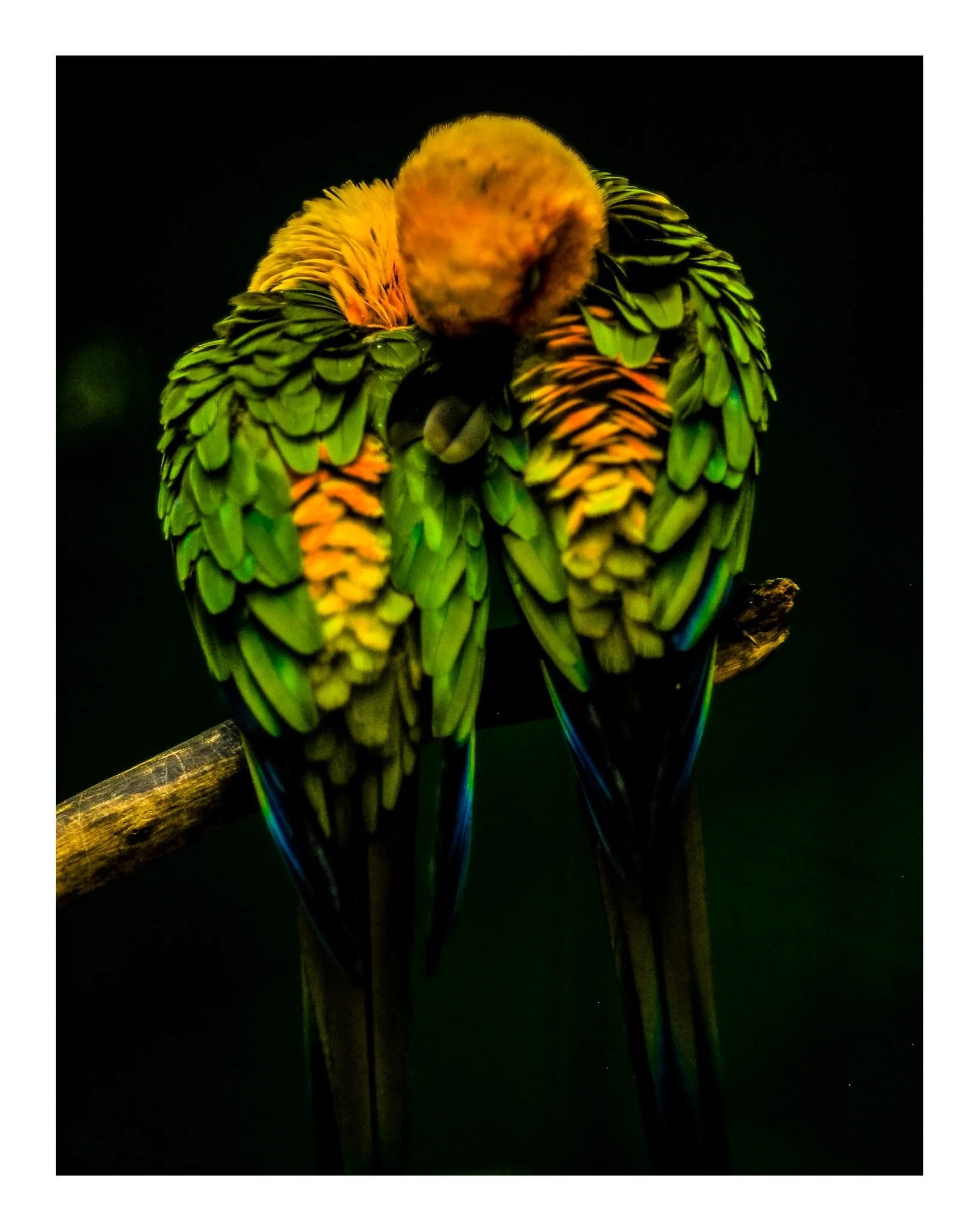 Colorful infrared image of two parrots perched on a branch against a black background.