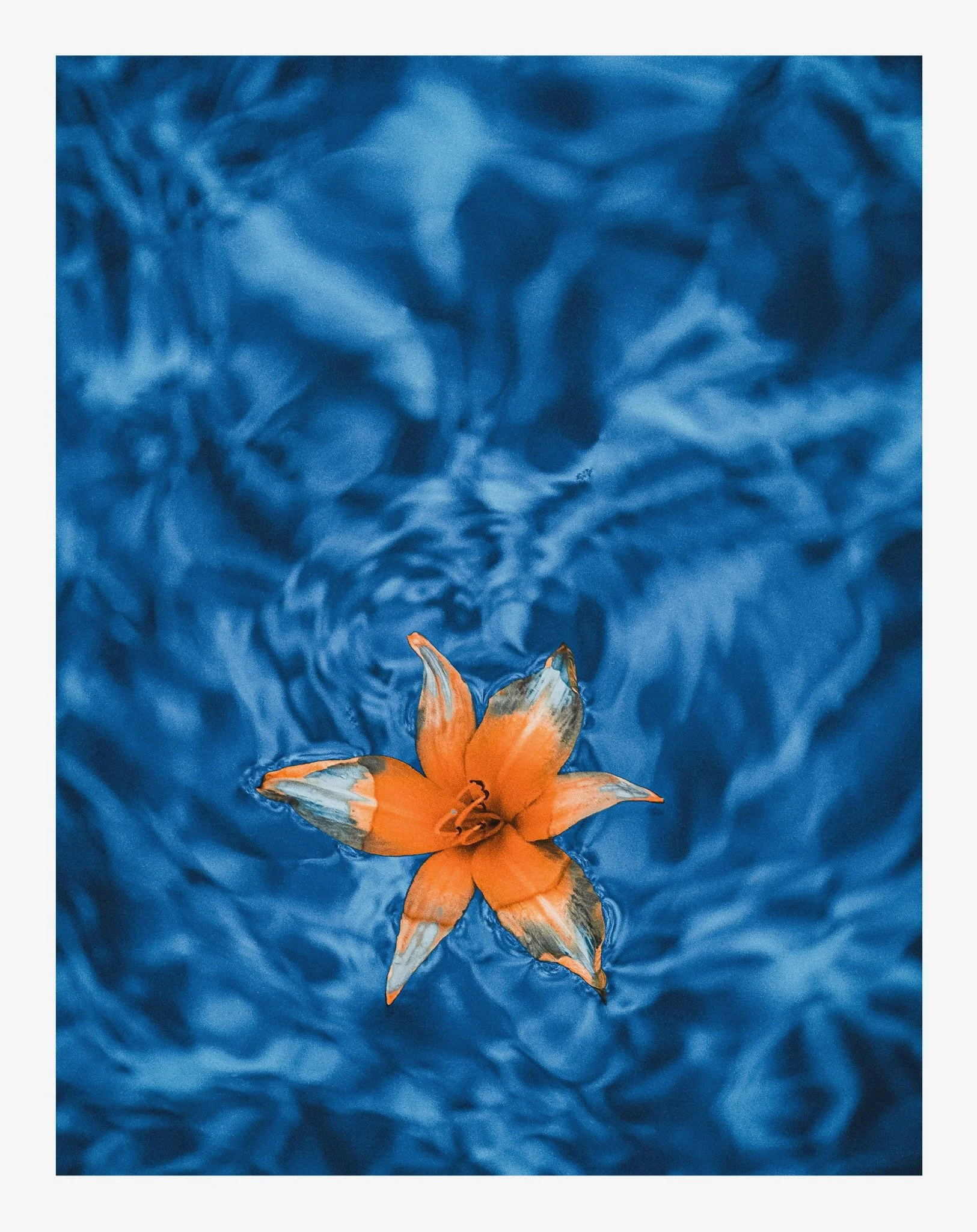 Orange lily flower on a blue, crinkled fabric background.