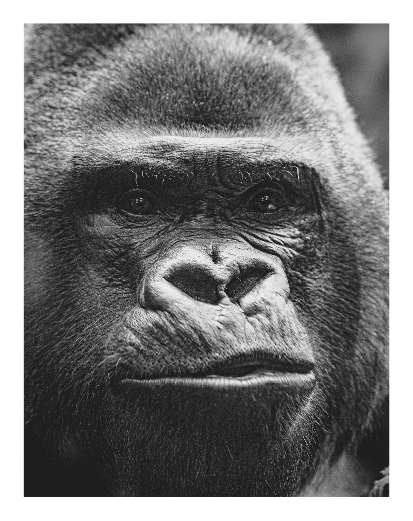 Close-up of a gorilla's face in black and white, showing its eyes, nose, and fur.