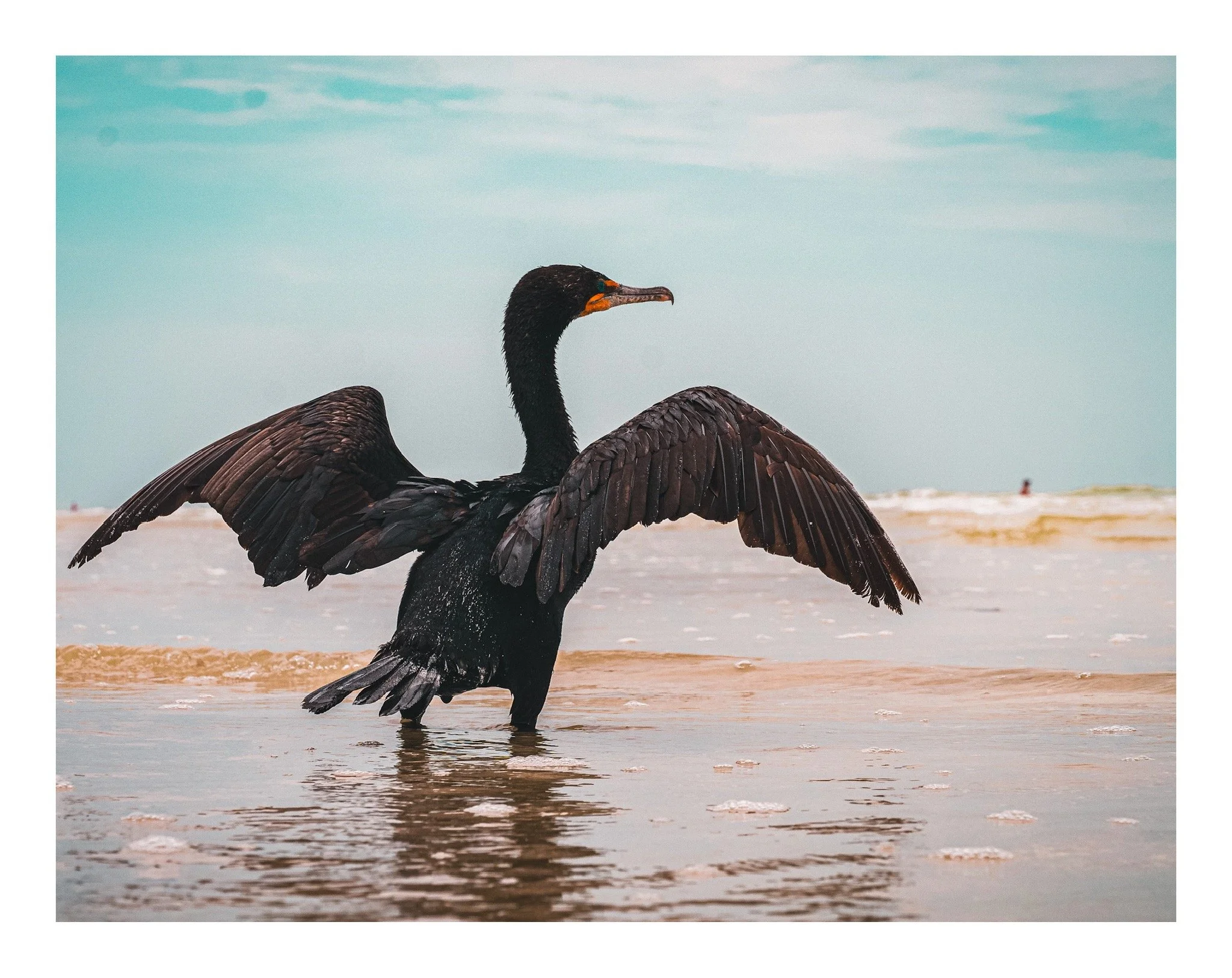 A black bird, possibly a cormorant, standing in shallow water with partly spread wings, on a beach with a person in the background.